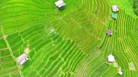 Drone soars over the breathtaking the rice terraces. Video stock 250149908