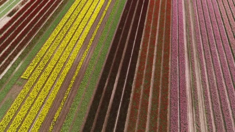 Drone spin around over green fields and beautiful colorful tulip fields Stock Footage 273863986