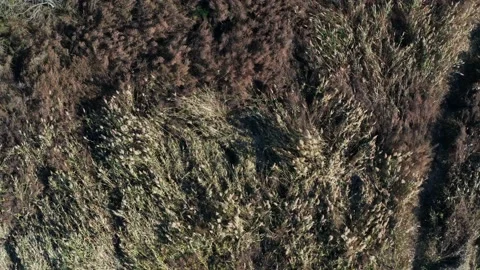 Drone spin overhead field of pampas grass on staten island in fall Stock Footage 229350151