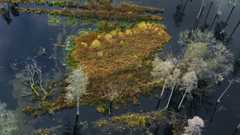 Drone spinning around over small islet in a beautiful bog in the autumn Stock Footage 298653302