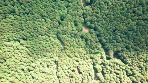 Drone is spinning over the forest. Drone zoom out spins above colorful texture Stock Footage 148667016
