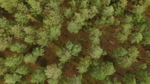 Drone spinning upward above pine forest Видео 333544993