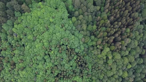 Drone spiral descent over dense green forest in the Carpathians Stock Footage 315435247