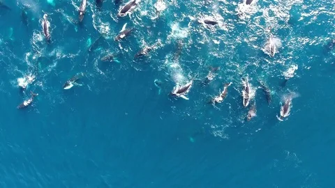 Drone spirals above huge pod of humpback whales Vídeo Stock 83469557