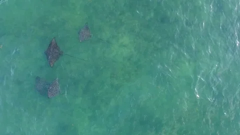 Drone - Spotted Eagle Rays Stock Footage 84229385