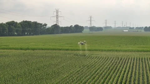 Drone spraying fertilizer on a corn field Stock Footage 343385069