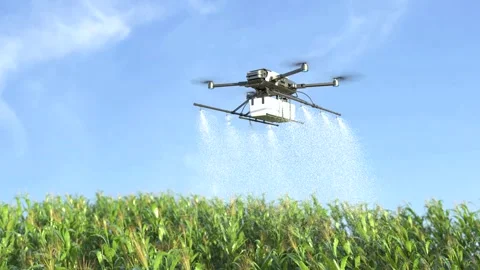 Drone spraying fertilizer on corn fields, farm automation technology Stock Footage 242687791