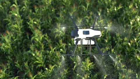 Drone spraying fertilizer on corn fields, farm automation technology Stock Footage 242688698