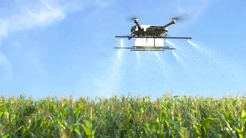 Drone spraying fertilizer on corn fields, farm automation technology Stock Footage 242688927