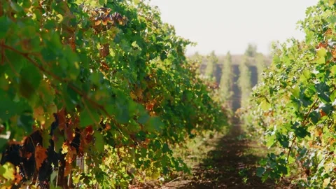 Drone Spraying over Grapevine Field Industrialization Technology Agriculture Stock-Footage 163291540
