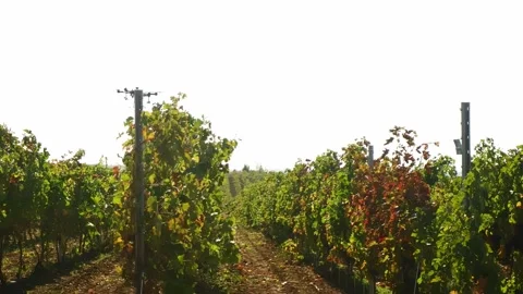 Drone Spraying over Grapevine Field Industrialization Technology Agriculture Stockbeeldmateriaal 163292887