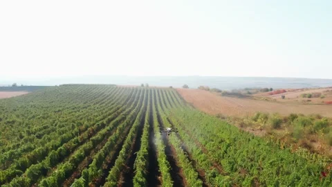 Drone Spraying over Grapevine Field Industrialization Technology Agriculture Stockbeeldmateriaal 163293019