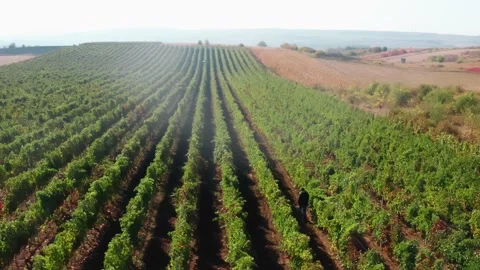 Drone Spraying over Grapevine Field Industrialization Technology Agriculture Stockbeeldmateriaal 163293042