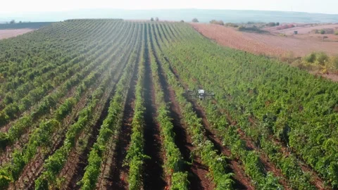 Drone Spraying over Grapevine Field Industrialization Technology Agriculture Stockbeeldmateriaal 163293145