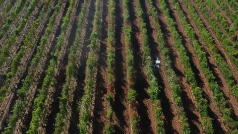 Drone Spraying over Grapevine Field Industrialization Technology Agriculture Stockbeeldmateriaal 163293181