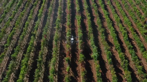 Drone Spraying over Grapevine Field Industrialization Technology Agriculture Stockbeeldmateriaal 163293229