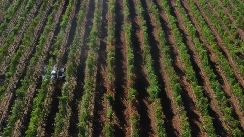 Drone Spraying over Grapevine Field Industrialization Technology Agriculture Stockbeeldmateriaal 163293262