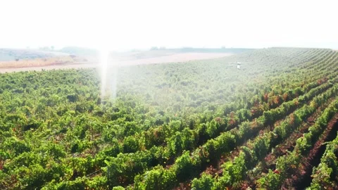 Drone Spraying over Grapevine Field Industrialization Technology Agriculture Stockbeeldmateriaal 163293324
