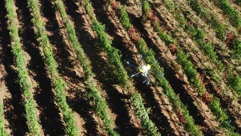 Drone Spraying over Grapevine Field Industrialization Technology Agriculture Stockbeeldmateriaal 163293503