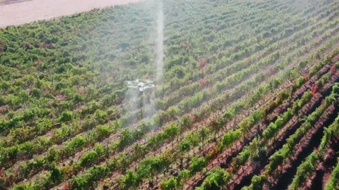 Drone Spraying over Grapevine Field Industrialization Technology Agriculture Vídeo Stock 163293608