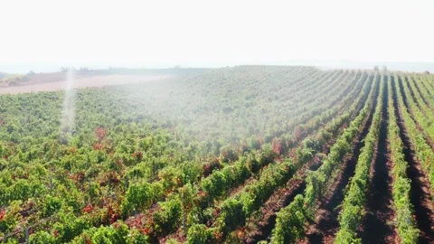 Drone Spraying over Grapevine Field Industrialization Technology Agriculture Stockbeeldmateriaal 163293710