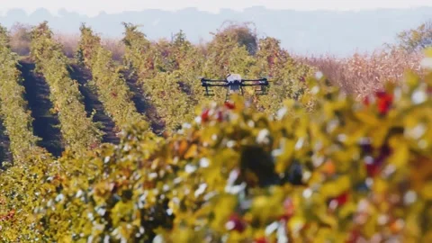 Drone Spraying over Grapevine Field Industrialization Technology Agriculture Stock-Footage 163294050