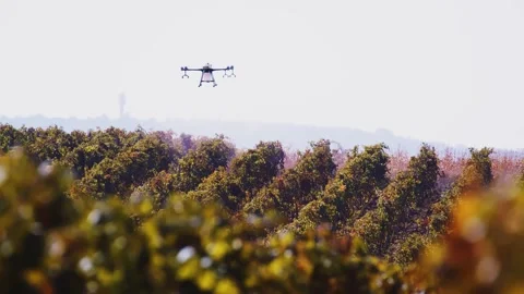 Drone Spraying over Grapevine Field Industrialization Technology Agriculture Stock-Footage 163294062