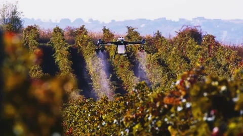 Drone Spraying over Grapevine Field Industrialization Technology Agriculture 스톡 동영상 163294515