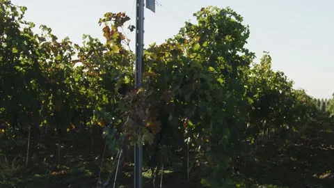 Drone Spraying over Grapevine Field Industrialization Technology Agriculture Stock-Footage 163294633