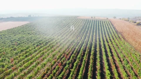 Drone Spraying over Grapevine Field Industrialization Technology Agriculture Stock-Footage 163334906