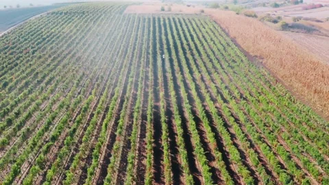 Drone Spraying over Grapevine Field Industrialization Technology Agriculture Stock-Footage 163334969