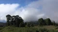 Drone starting in heavenly clouds w thick fog green mountain landscape La Palma 4k or 4k+ Resolution