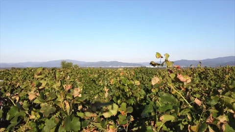 Drone starts behind some vine Stock Footage 232528473
