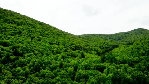 Drone Stops Then Continues Flight Over Green Forest – Spring Aerial Stock Footage 333899841