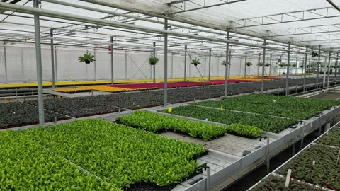 Drone - Straight Cruise Multi Type Plants - Big Greenhouse Stock Footage 314226797