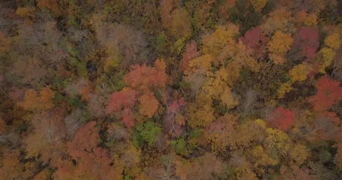 Drone Straight Down beautiful fall trees Stock Footage 97826700