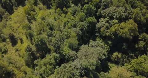 Drone straight down of forest tree tops 動画素材 95152234