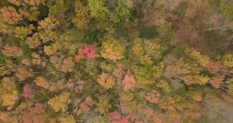 Drone Straight down Golden trees 스톡 동영상 97821986