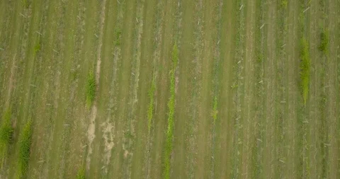 Drone straight down over vineyard fast Stock Footage 95036296
