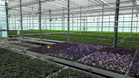 Drone -Straight Flight fromFlower Beds to Plants through Pipes - High Greenh Stock Footage 314226919