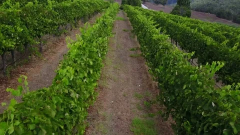 Drone straight forward over grape vines Stock Footage 231135059