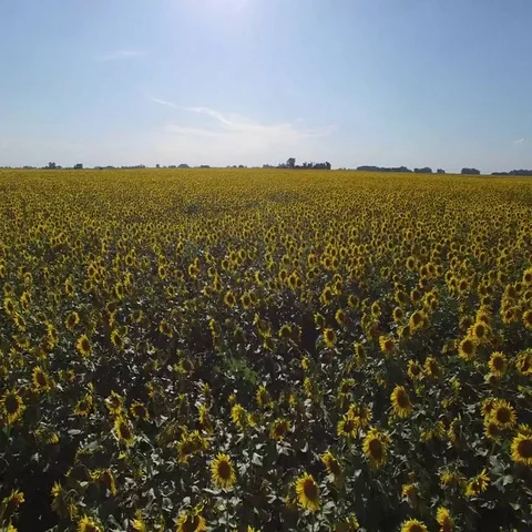 Drone Sun Flower Field. Video stock 69635224