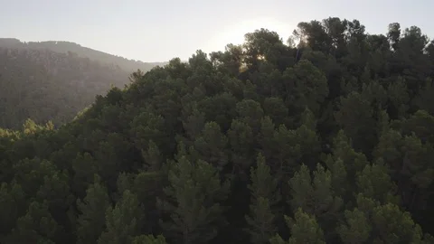 Drone Sunflare through the forest sunrise with INSPIRE 2 Stock Footage 101424692