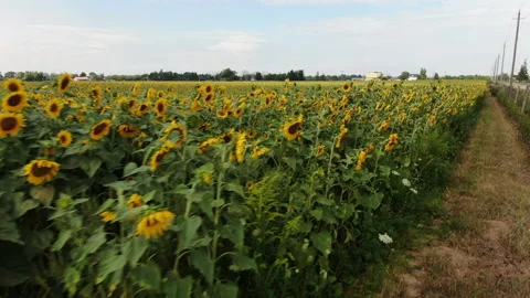 Drone Sunflower Field Angle Right Track Stock Footage 171687893