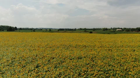 Drone Sunflower Field Close Fly Over Stock Footage 171687885