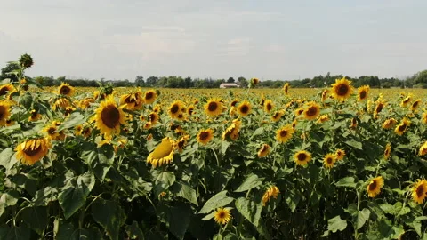 Drone Sunflower Field Close Up Stock Footage 171687857