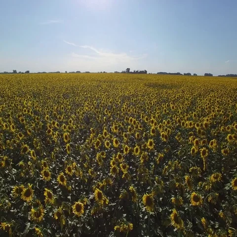 Drone SunFlower Field. Video stock 69635882