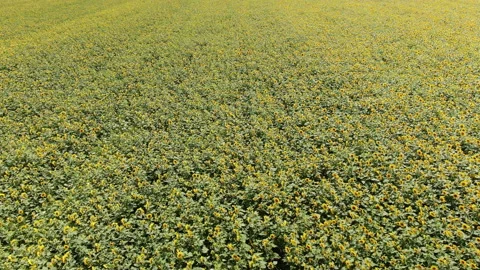 Drone Sunflower Field - Jib Down Stock Footage 171687887