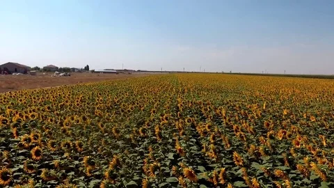 Drone sunflowers Stock Footage 79312129