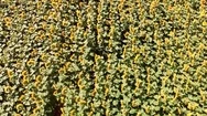 Drone Sunflowers Stock Footage
